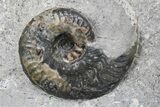Polished Nautilus and Ammonite Fossil Association - England #180258-1